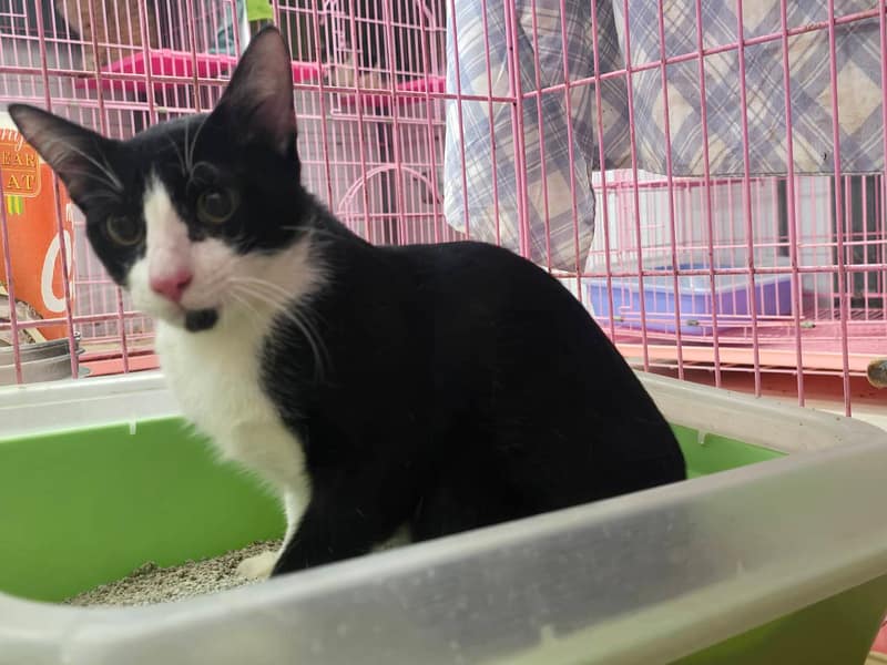 【待認養】混種貓 貓 (男生) - 臺北市動物之家