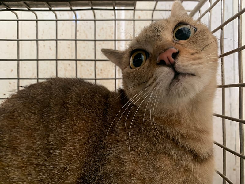 【待認養】混種貓 貓 (女生) - 臺北市動物之家