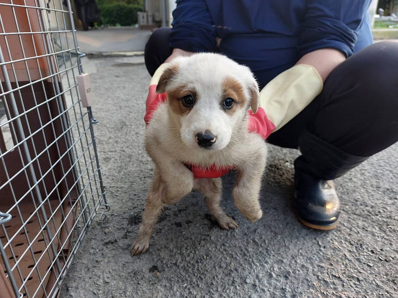 【待認養】混種犬 狗 (女生) - 新北市中和區公立動物之家