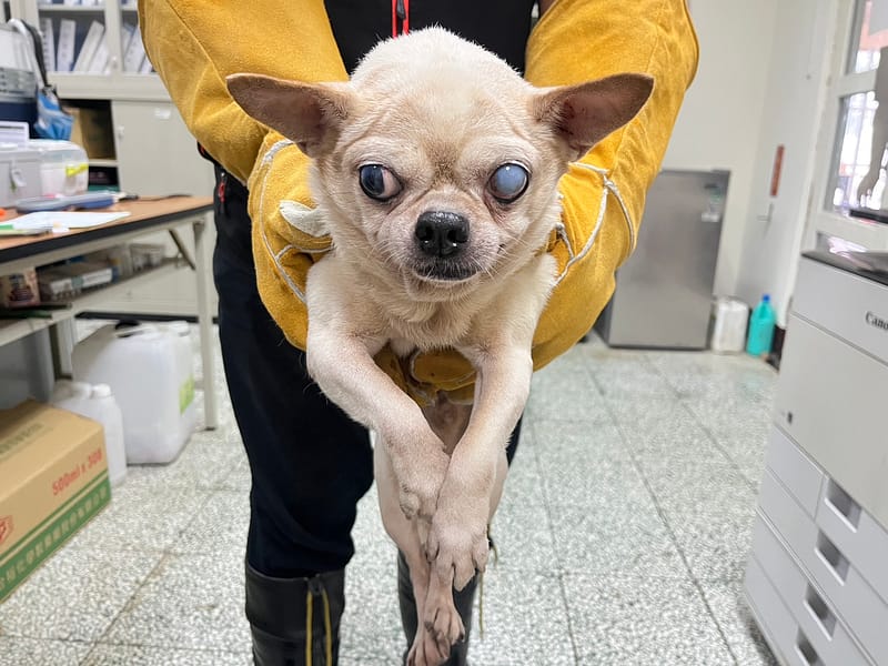 【待認養】吉娃娃犬 狗 (男生) - 桃園市動物保護教育園區