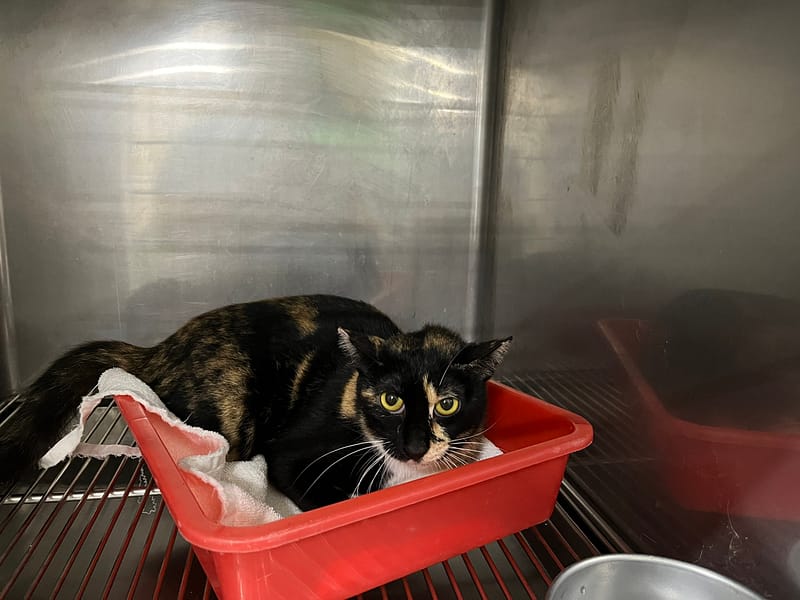 【待認養】混種貓 貓 (女生) - 臺北市動物之家