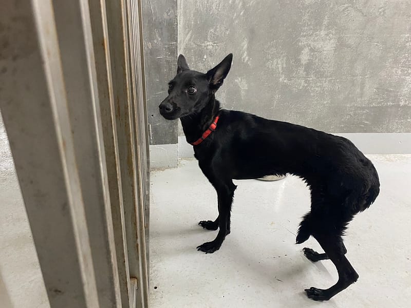 【待認養】混種犬 狗 (女生) - 基隆市寵物銀行