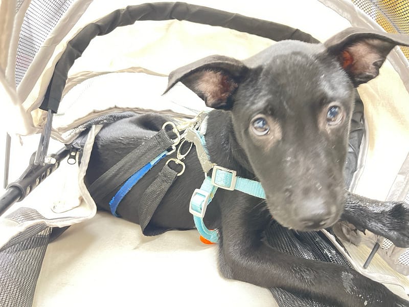 【待認養】混種犬 狗 (男生) - 新北市五股區公立動物之家