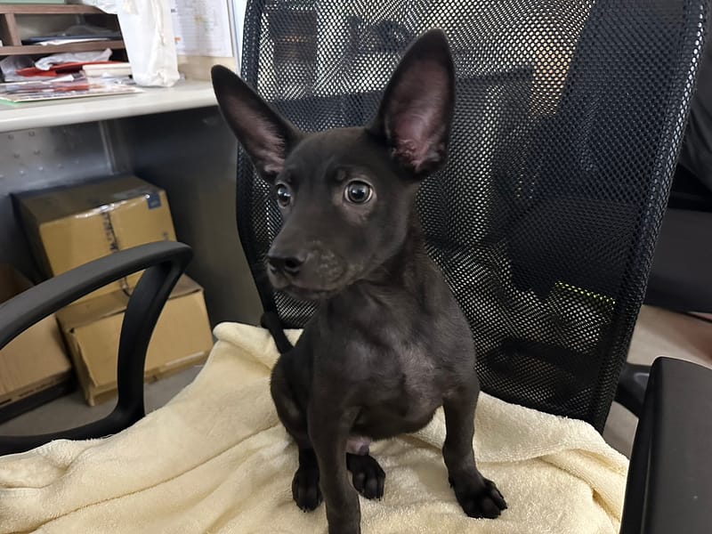 【待認養】混種犬 狗 (男生) - 臺北市動物之家