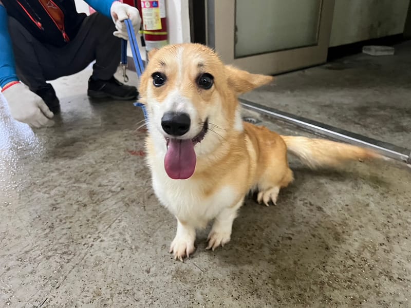 【待認養】威爾斯柯基犬 狗 (女生) - 桃園市動物保護教育園區