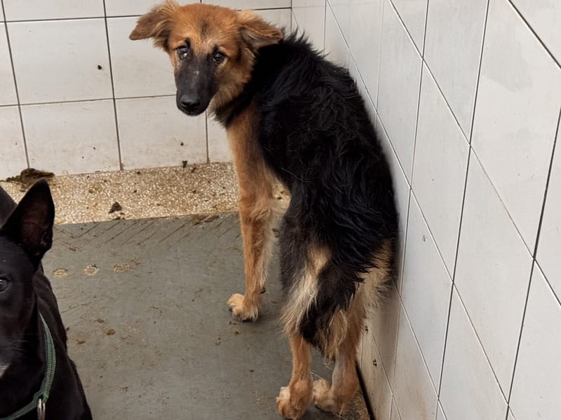 【待認養】混種犬 狗 (男生) - 高雄市壽山動物保護教育園區