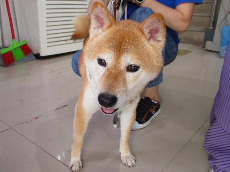 【待認養】柴犬 狗 (男生) - 高雄市壽山動物保護教育園區