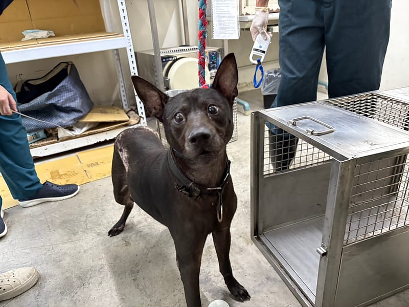 【待認養】混種犬 狗 (男生) - 臺北市動物之家