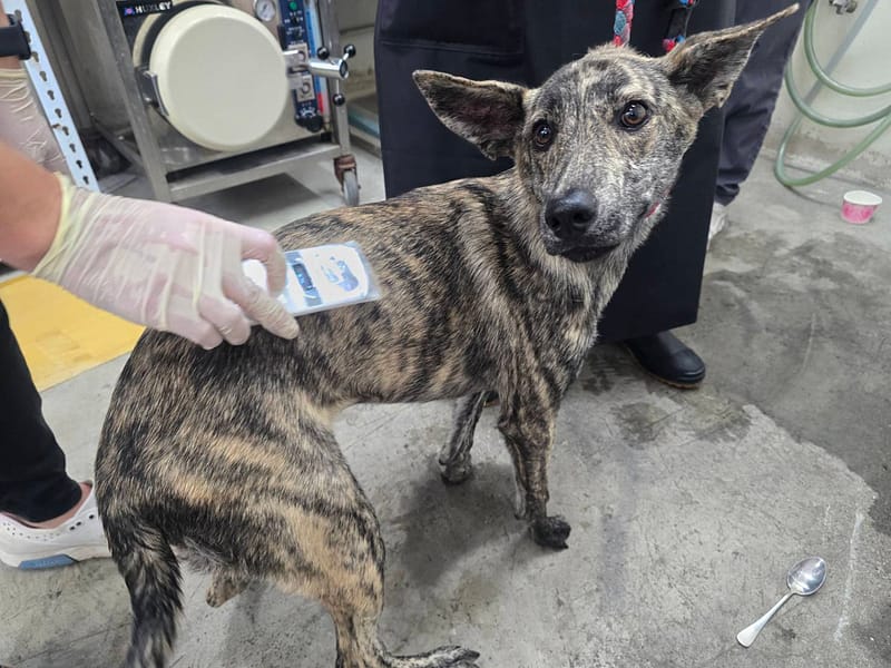 【待認養】混種犬 狗 (男生) - 臺北市動物之家