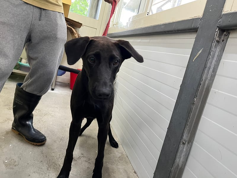 【待認養】混種犬 狗 (男生) - 臺北市動物之家