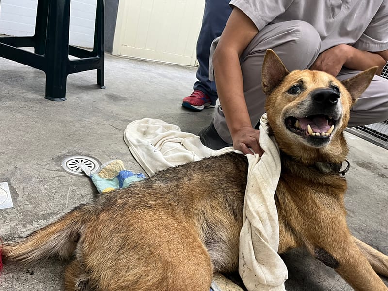 【待認養】混種犬 狗 (男生) - 臺北市動物之家