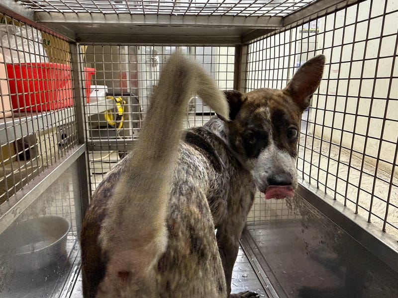 【待認養】混種犬 狗 (女生) - 臺北市動物之家