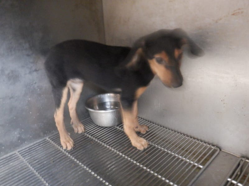 【待認養】混種犬 狗 (女生) - 南投縣公立動物收容所