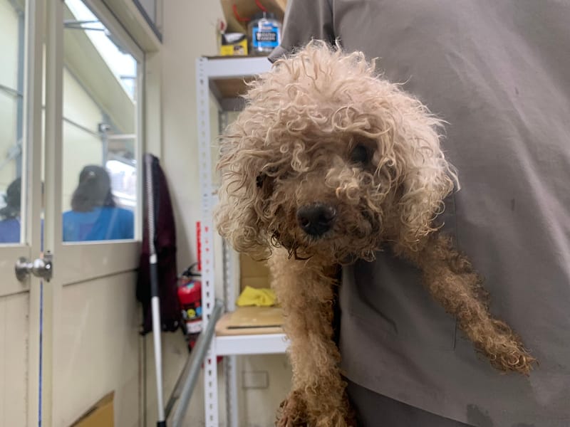 【待認養】貴賓犬 狗 (男生) - 臺北市動物之家