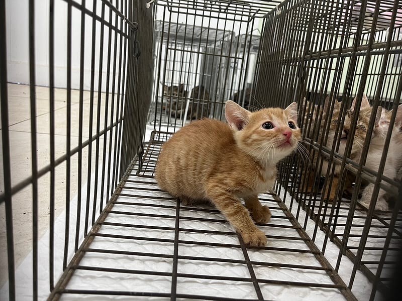 【待認養】混種貓 貓 (男生) - 金門縣動物收容中心