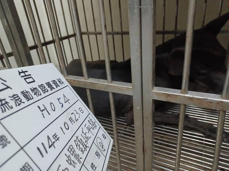 【待認養】混種犬 狗 (男生) - 雲林縣流浪動物收容所