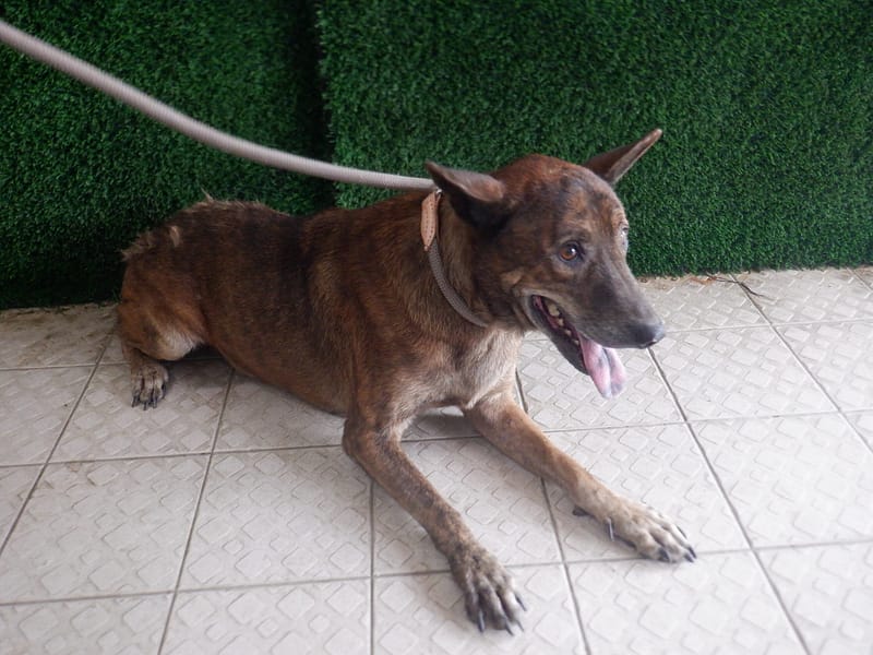 【待認養】混種犬 狗 (女生) - 南投縣公立動物收容所