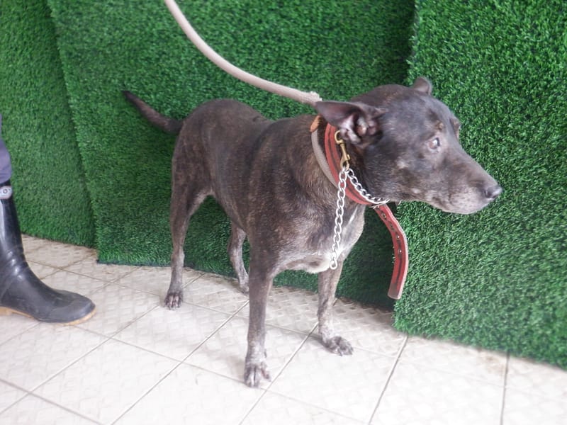 【待認養】混種犬 狗 (女生) - 南投縣公立動物收容所