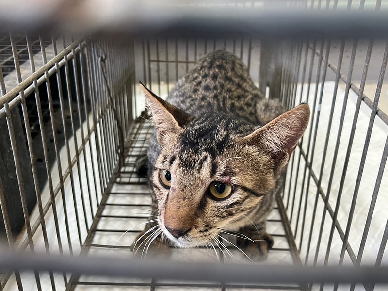 【待認養】混種貓 貓 (男生) - 金門縣動物收容中心