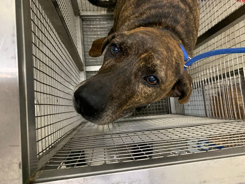 【待認養】混種犬 狗 (男生) - 臺北市動物之家