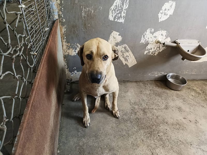 【待認養】混種犬 狗 (男生) - 新竹市動物保護教育園區