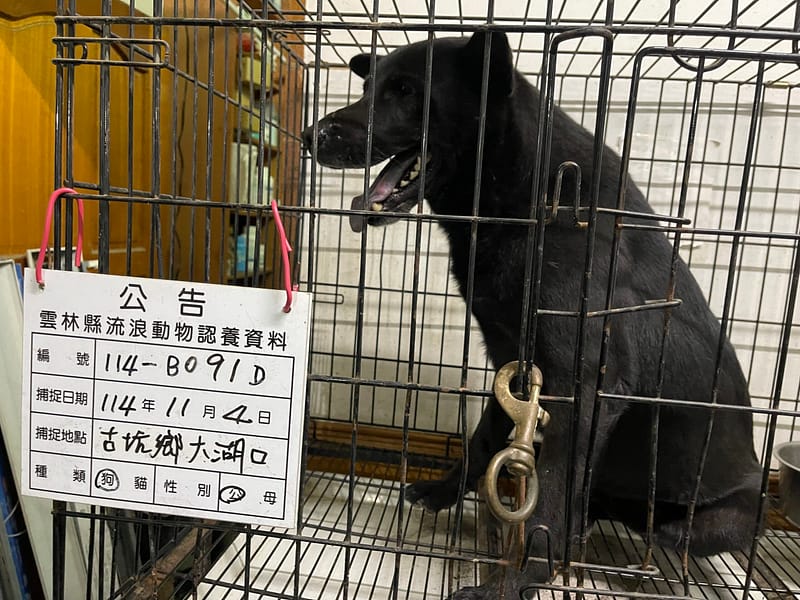 【待認養】混種犬 狗 (男生) - 雲林縣流浪動物收容所