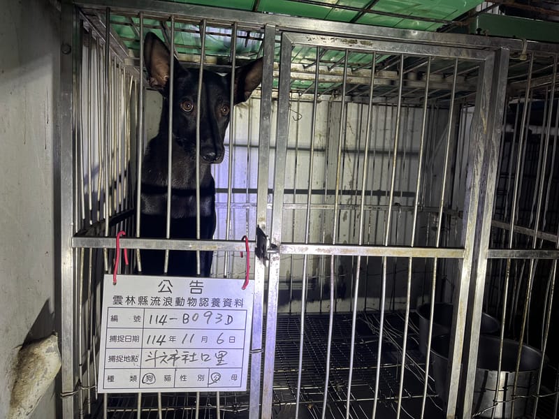 【待認養】混種犬 狗 (男生) - 雲林縣流浪動物收容所