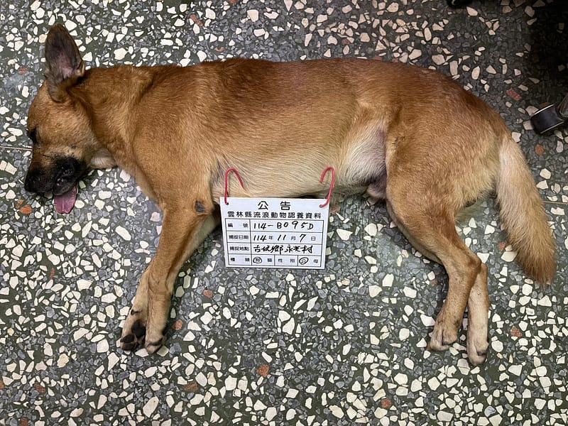 【待認養】混種犬 狗 (男生) - 雲林縣流浪動物收容所