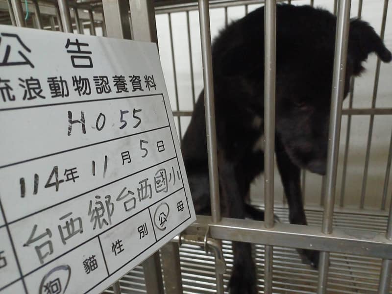 【待認養】混種犬 狗 (男生) - 雲林縣流浪動物收容所