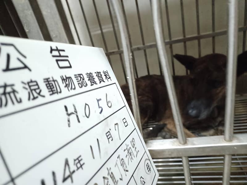 【待認養】混種犬 狗 (女生) - 雲林縣流浪動物收容所