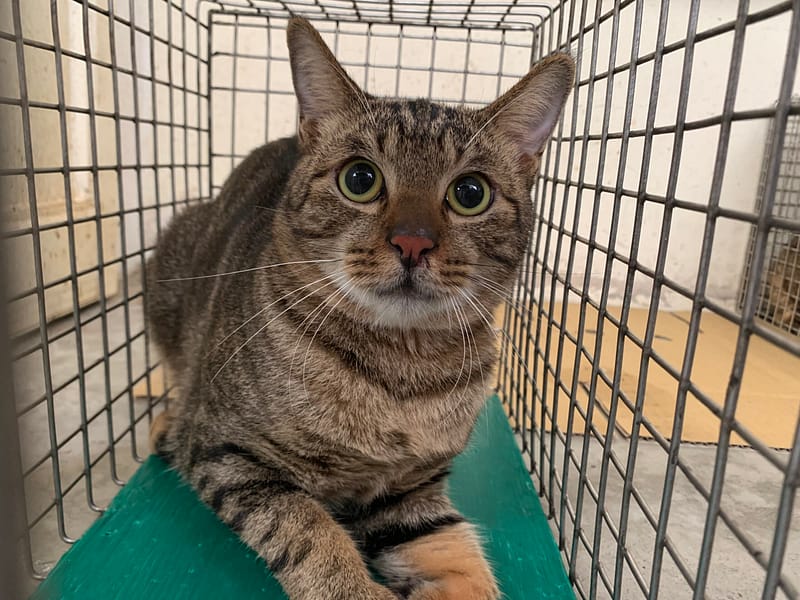 【待認養】混種貓 貓 (男生) - 臺北市動物之家