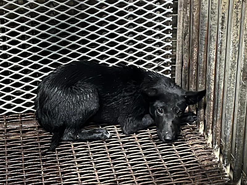 【待認養】混種犬 狗 (男生) - 彰化縣流浪狗中途之家