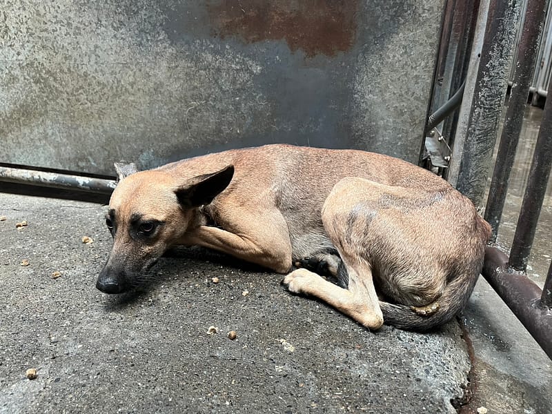 【待認養】混種犬 狗 (女生) - 彰化縣流浪狗中途之家