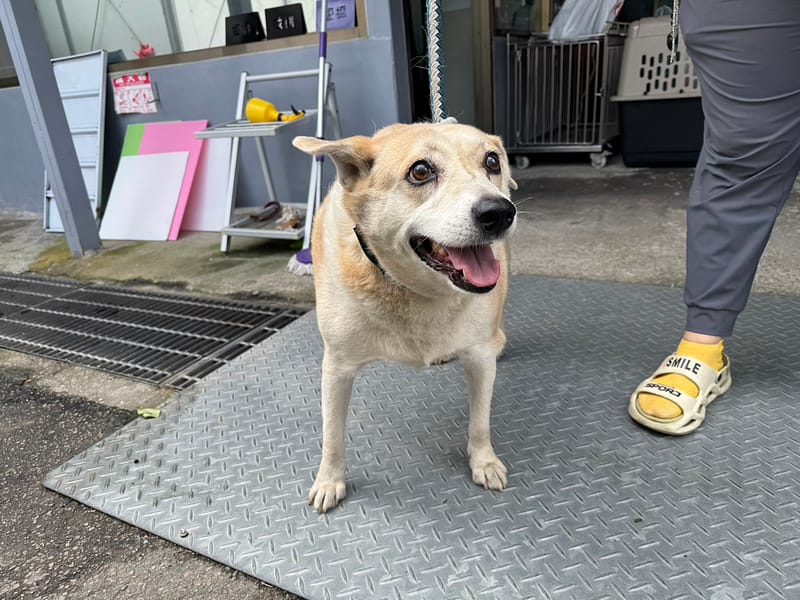 【待認養】混種犬 狗 (女生) - 新北市板橋區公立動物之家
