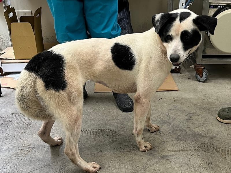 【待認養】混種犬 狗 (女生) - 臺北市動物之家