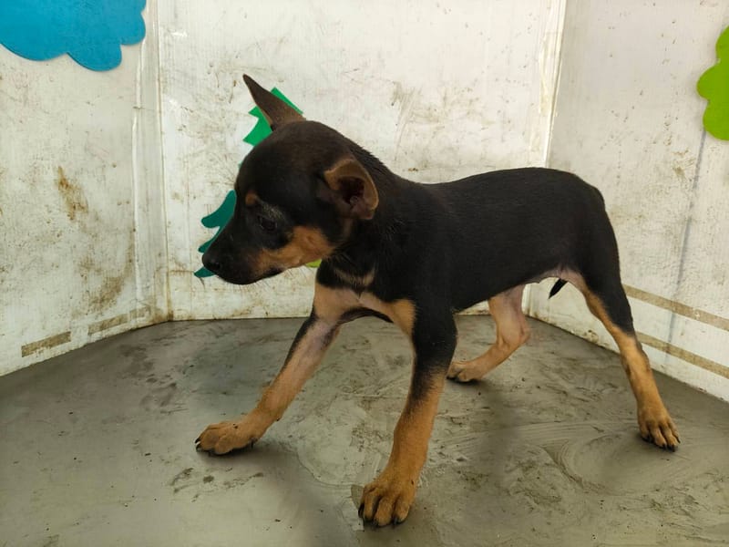 【待認養】混種犬 狗 (女生) - 高雄市燕巢動物保護關愛園區