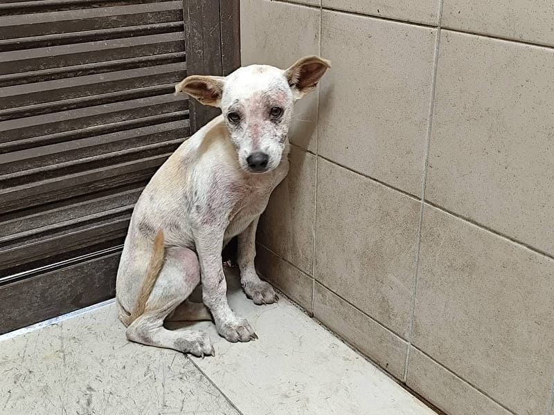 【待認養】混種犬 狗 (男生) - 高雄市燕巢動物保護關愛園區