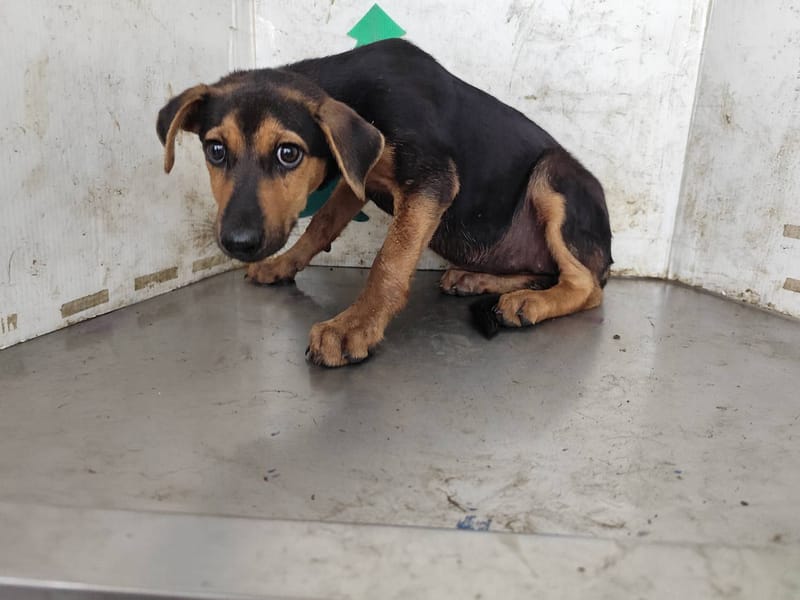 【待認養】混種犬 狗 (男生) - 高雄市燕巢動物保護關愛園區