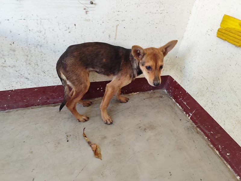 【待認養】混種犬 狗 (女生) - 高雄市燕巢動物保護關愛園區