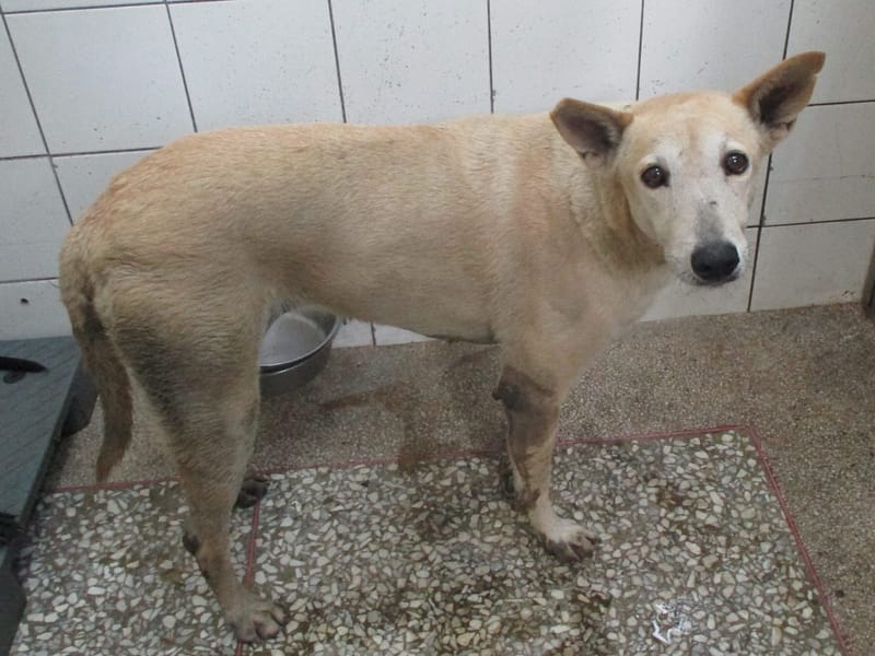 【待認養】混種犬 狗 (女生) - 高雄市壽山動物保護教育園區