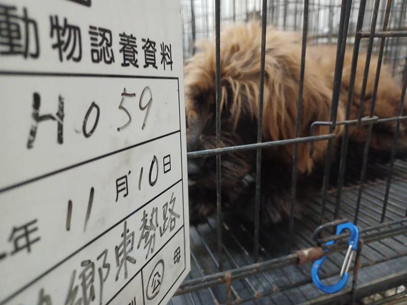 【待認養】混種犬 狗 (男生) - 雲林縣流浪動物收容所