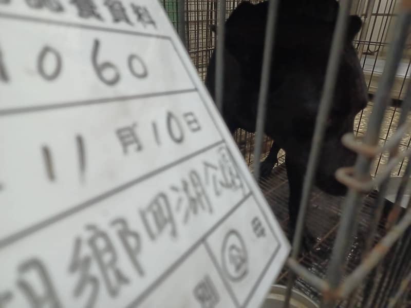 【待認養】混種犬 狗 (男生) - 雲林縣流浪動物收容所