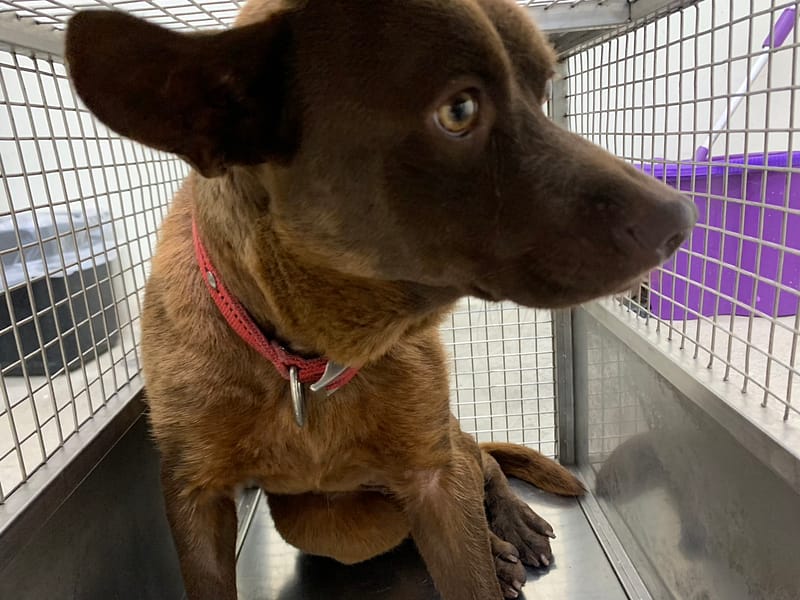 【待認養】混種犬 狗 (女生) - 臺北市動物之家