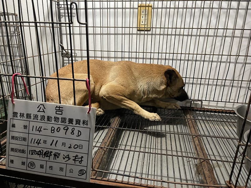 【待認養】混種犬 狗 (女生) - 雲林縣流浪動物收容所