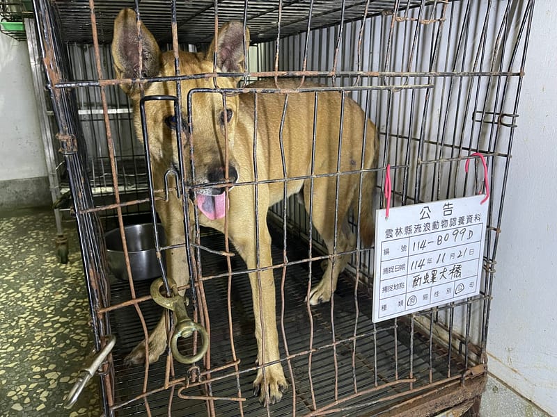 【待認養】混種犬 狗 (男生) - 雲林縣流浪動物收容所