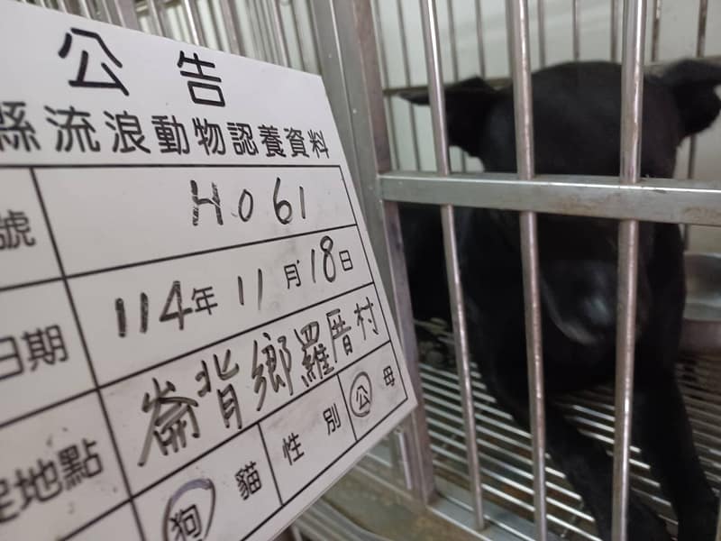 【待認養】混種犬 狗 (男生) - 雲林縣流浪動物收容所