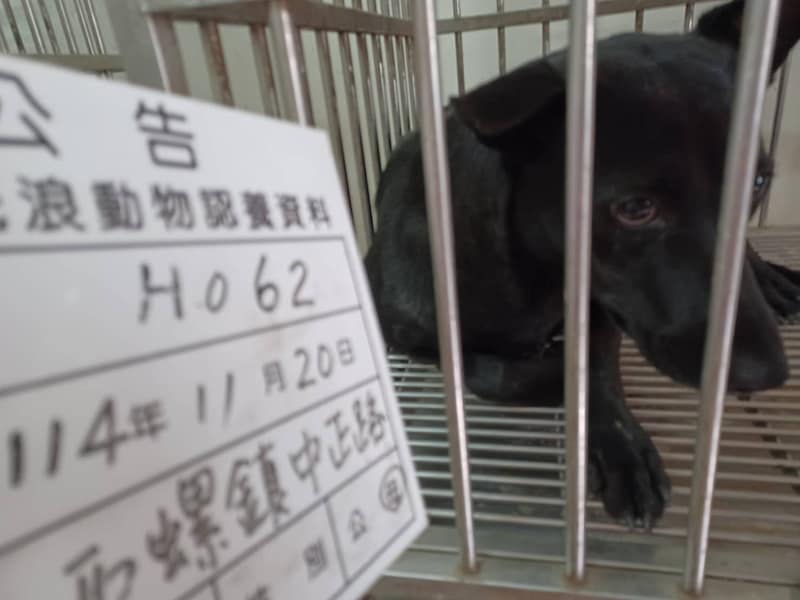 【待認養】混種犬 狗 (女生) - 雲林縣流浪動物收容所