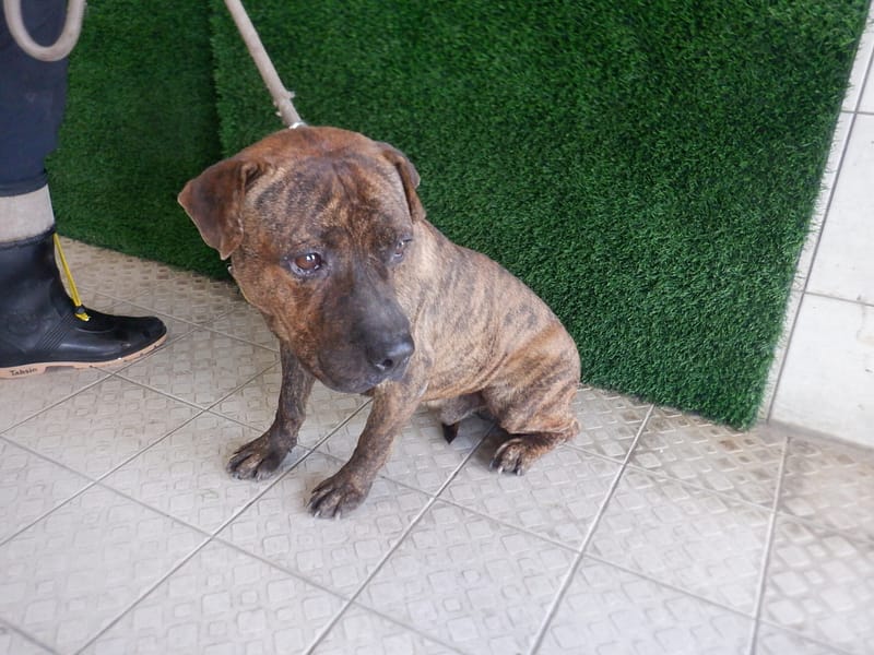 【待認養】混種犬 狗 (男生) - 南投縣公立動物收容所