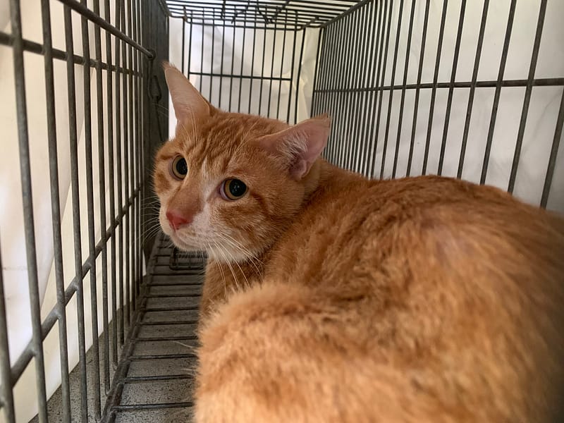 【待認養】混種貓 貓 (男生) - 臺北市動物之家