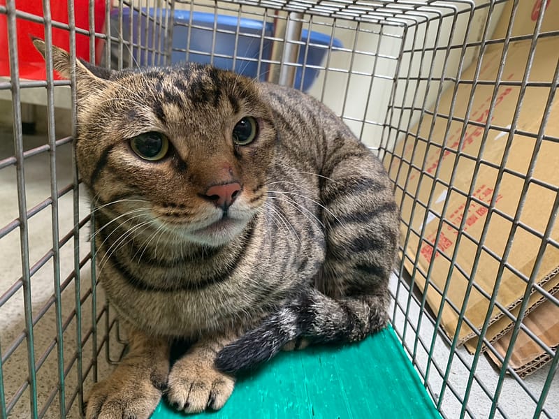 【待認養】混種貓 貓 (男生) - 臺北市動物之家